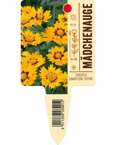 Coreopsis grandiflora 'Domino', Bildstecketikett VS: