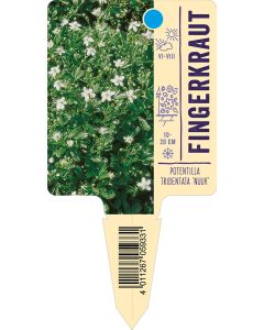 Potentilla tridentata 'Nuuk', Bildstecketikett VS: