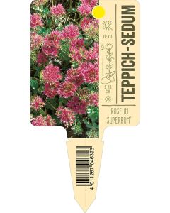 Sedum spurium 'Roseum Superbum', Bildstecketikett VS:
