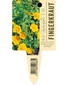 Potentilla crantzii 'Goldrausch', Bildstecketikett VS: