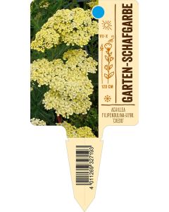 Achillea Filipendulina-Hybr. 'Credo', Bildstecketikett VS: