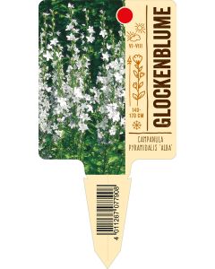 Campanula pyramidalis 'Alba', Bildstecketikett VS: