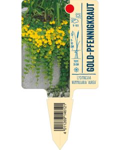Lysimachia nummularia 'Aurea', Bildstecketikett VS: