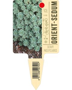 Sedumpachyclados, Bildstecketikett VS: