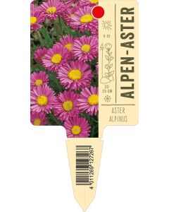 Asteralpinus, Bildstecketikett VS: