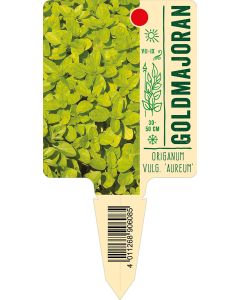 Origanum vulg. 'Aureum', Bildstecketikett VS: