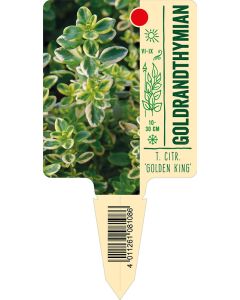 T. citr. 'Golden King', Bildstecketikett VS: