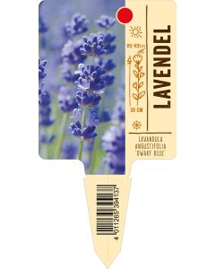 Lavandula angustifolia 'Dwarf Blue', Bildstecketikett VS: