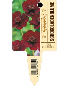 Cosmosatrosanguineus, Bildstecketikett VS: