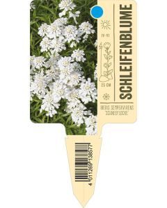 Iberis sempervirens 'Schneeflocke', Bildstecketikett VS: