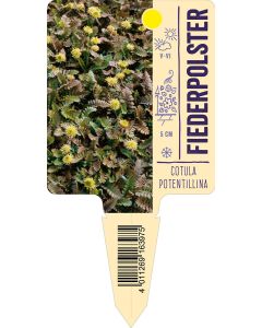 Cotulapotentillina, Bildstecketikett VS: