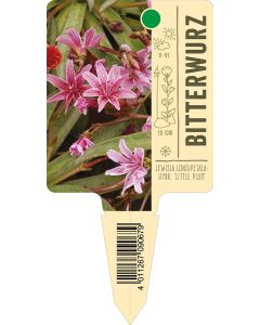 Lewisia Longipetala-Hybr. 'Little Plum', Bildstecketikett VS: