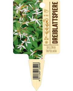 Gilleniatrifoliata, Bildstecketikett VS: