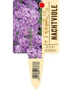 Hesperismatronalis, Bildstecketikett VS: