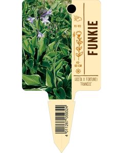 Hosta x fortunei 'Francee', Bildstecketikett VS: