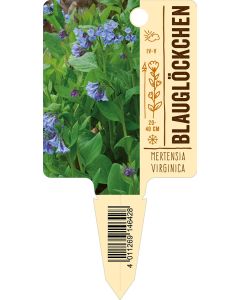 Mertensiavirginica, Bildstecketikett VS: