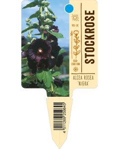 Alcea rosea 'Nigra', Bildstecketikett VS: