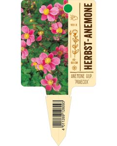 Anemone hupehensis 'Praecox', Bildstecketikett VS: