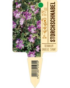 Geranium Gracile Hybride 'Sirak', Bildstecketikett VS: