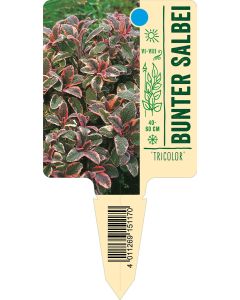 'Tricolor', Bildstecketikett VS: