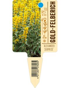 'AlexanderSurprise', Bildstecketikett VS: