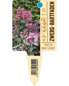 'Praecox Nanus Rondo', Bildstecketikett VS: