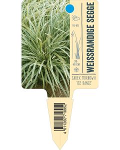 Carex morrowii 'Ice Dance', Bildstecketikett VS: