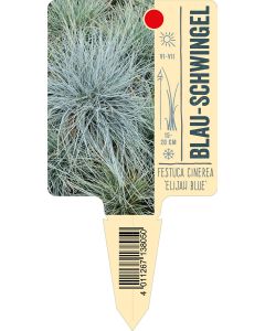 Festuca Cinerea-Hybride 'Elijah Blue', Bildstecketikett VS: