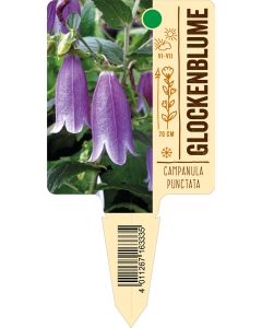 Campanulapunctata, Bildstecketikett VS: