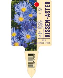 AsterDumosus-Hybride, Bildstecketikett VS: