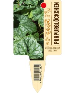 Heuchera americana 'Dale's Strain', Bildstecketikett VS: