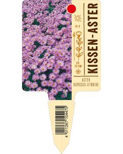 AsterDumosus-Hybride, Bildstecketikett VS: