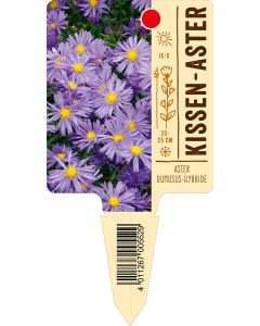 AsterDumosus-Hybride, Bildstecketikett VS: