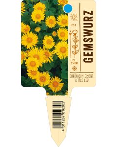Doronicum orientale 'Little Leo', Bildstecketikett VS: