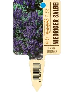 Salvianemorosa, Bildstecketikett VS: