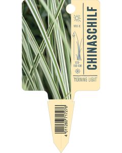 Miscanthus sinensis 'Morning Light', Bildstecketikett VS: