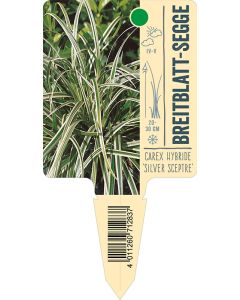 Carex Hybride 'Silver Sceptre', Bildstecketikett VS: