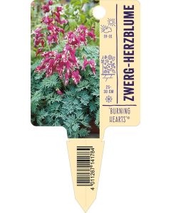 'BurningHearts'®, Bildstecketikett VS: