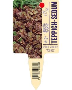 Sedum spurium 'Voodoo', Bildstecketikett VS: