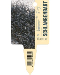 Ophiopogon planiscapus, Bildstecketikett VS: