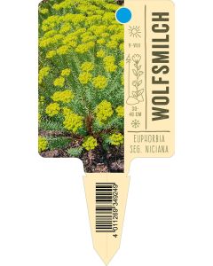 Euphorbia seg. niciana, Bildstecketikett VS: