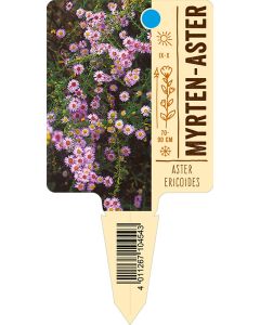 Asterericoides, Bildstecketikett VS: