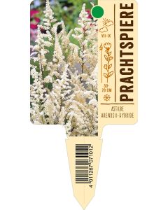 AstilbeArendsii-Hybride, Bildstecketikett VS: