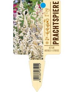 AstilbeArendsii-Hybride, Bildstecketikett VS: