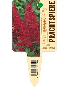 AstilbeArendsii-Hybride, Bildstecketikett VS: