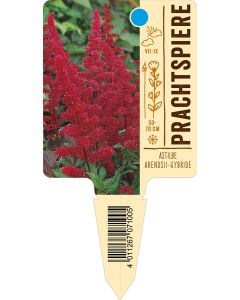 AstilbeArendsii-Hybride, Bildstecketikett VS: