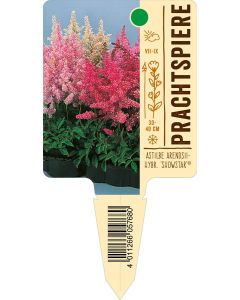 Astilbe Arendsii-Hybr. 'Showstar'®, Bildstecketikett VS: