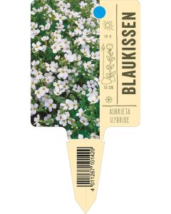 AubrietaHybride, Bildstecketikett VS: