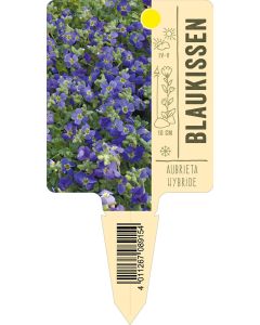 AubrietaHybride, Bildstecketikett VS: