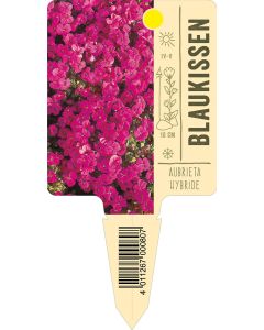 AubrietaHybride, Bildstecketikett VS: